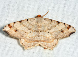 6342 - Red-headed Inchworm - Macaria bisignata