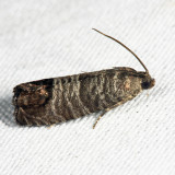 3492 - Codling Moth - Cydia pomonella