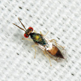 Eulophidae