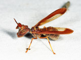 Wasp Mantidfly - Climaciella brunnea