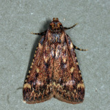 5518 - Grease Moth - Aglossa cuprina