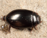 Ilybius sp.