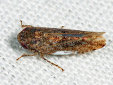 Bespeckled Leafhopper - Paraphlepsius irroratus