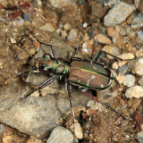 Common Claybank Tiger Beetle - Cicindela limbalis