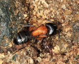 Camponotus noveboracensis (teneral)
