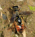 Ectemnius maculosus (with syrphid fly prey)