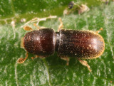 Pseudopityophthorus minutissimus (female)