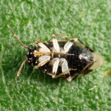 Jumping Tree Bug - Corticoris signatus