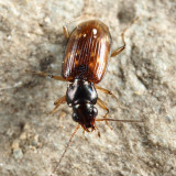 Bembidion patruele