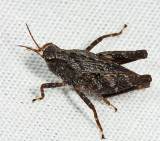 Black-sided Pygmy Grasshopper - Tettigidea lateralis
