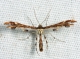  6092  Himmelmans Plume Moth  Geina tenuidactyla