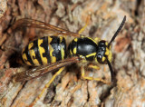 Common Aerial Yellowjacket - Dolichovespula arenaria