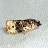 2860 - Pink-washed Leafroller - Hedya separatana