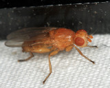 Actenoptera hilarella