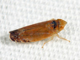 Scaphytopius fulvus (male)