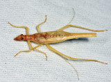 Two-spotted Tree Cricket - Neoxabea bipunctata