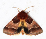 11128 - Arcigera Flower Moth - Schinia arcigera