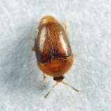 Sericoderus sp.