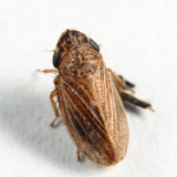 Anoscopus sp.