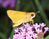 Fiery Skipper - Hylephila phyleus (male)