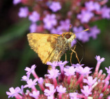 Zabulon Skipper - Poanes zabulon (male)