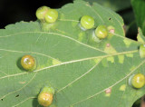 Hackberry Nipplegall Maker - Pachypsylla celtidismamma