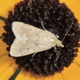 4975 - Garden Webworm Moth - Achyra rantalis