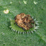 Clavate Tortoise Beetle - Plagiometriona clavata (frass carrying larva)