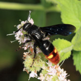Scoliid Wasps - Scoliidae