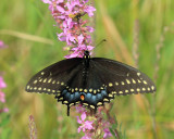 Black Swallowtail - Papilio polyxenes (female)