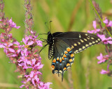 Black Swallowtail - Papilio polyxenes (female)