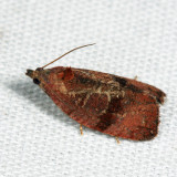 2866 - Evora hemidesma