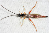  Dolichomitus irritator (male)