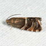 3485 - Cydia erotella