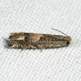 3172 - Ragweed Borer - Epiblema strenuana