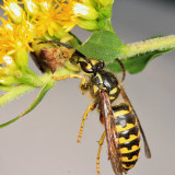  Jagged Ambush Bug feeding on a yellowjacket