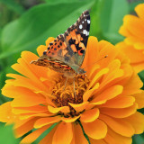 Painted Lady - Vanessa cardui