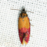 3848 - Primrose Cochylid Moth - Cochylis oenotherana
