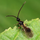 Psilus sp.