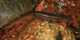 Northern Dusky Salamander - Desmognathus fuscus