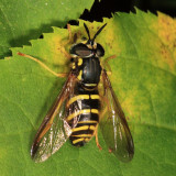 Chrysotoxum sp.