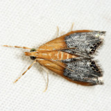 4895 - Sooty-winged Chalcoela - Chalcoela iphitalis