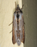 10200 - Goldenrod Hooded Owlet - Cucullia asteroides