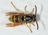 Vespula vidua