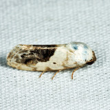 9095 - Small Bird Dropping Moth - Ponometia erastrioides