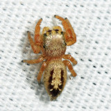Phidippus sp. (immature)