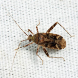 Phytocoris sp.