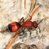 Dasymutilla sp.