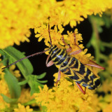 Locust Borer - Megacyllene robiniae