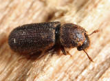 Stephanopachys substriatus